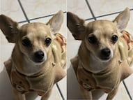 Buscan al perrito "Chiqui" en Querétaro; se extravió el 12 de marzo