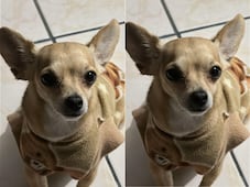Buscan al perrito "Chiqui" en Querétaro; se extravió el 12 de marzo
