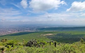 El municipio de Querétaro cuenta con 53 sellos de biodiversidad