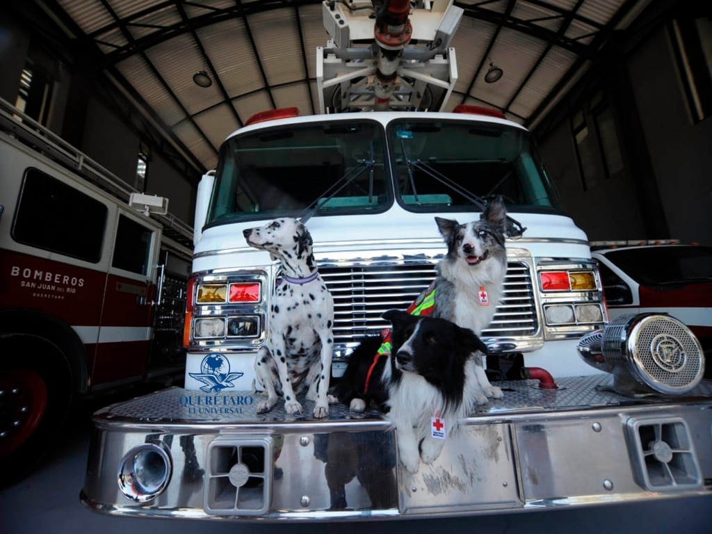 Canes, elementos vitales del Cuerpo de Bomberos de Querétaro