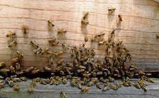 Enjambre de abejas ataca a turista en playa El Maviri; menor es hospitalizada tras ataque