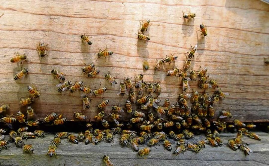 Enjambre de abejas ataca a turista en playa El Maviri; menor es hospitalizada tras ataque