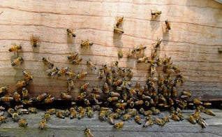 Enjambre de abejas ataca a turista en playa El Maviri; menor es hospitalizada tras ataque