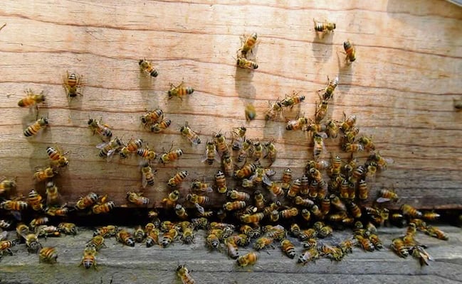 Enjambre de abejas ataca a turista en playa El Maviri; menor es hospitalizada tras ataque