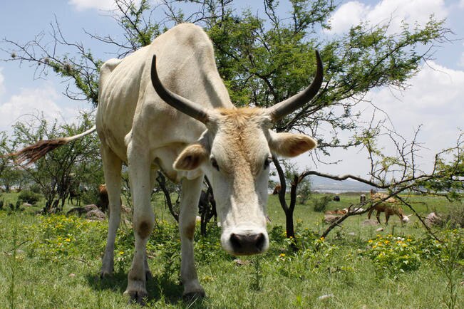 Van seis meses sin robo de ganado en El Marqués: edil