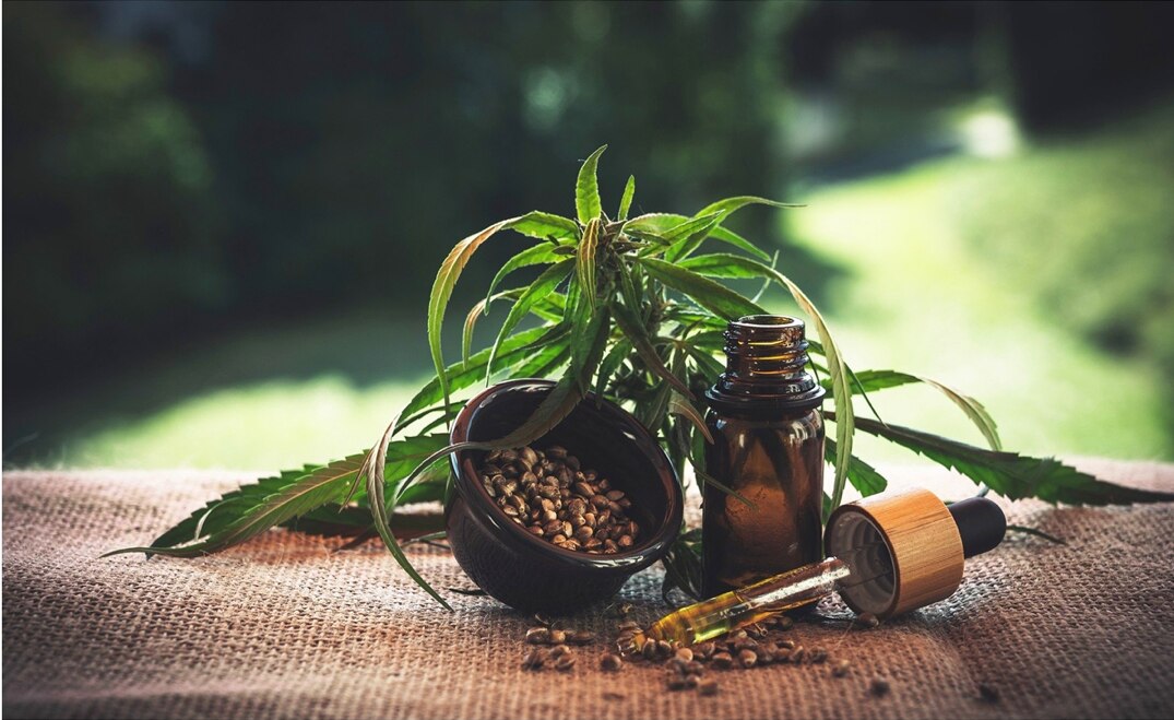 Además de uso médico y lúdico, habrá marihuana para uso textil y fibra: CNA
