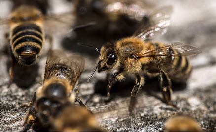 Durante festividades de Día de Muertos, retiran panales de abeja en dos panteones