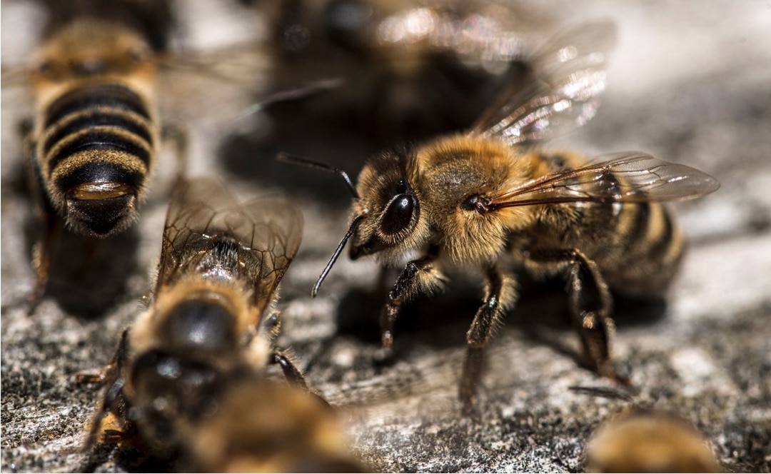 Durante festividades de Día de Muertos, retiran panales de abeja en dos panteones