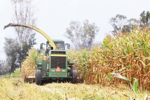 Llaman a continuar siembra agrícola