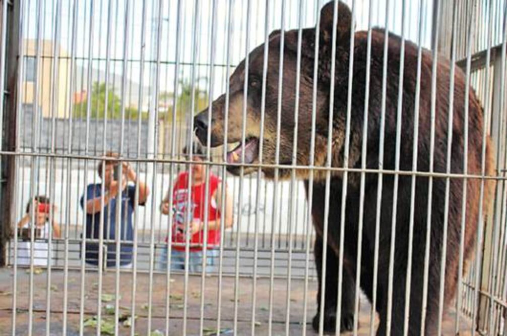 Regulan el uso de animales en shows