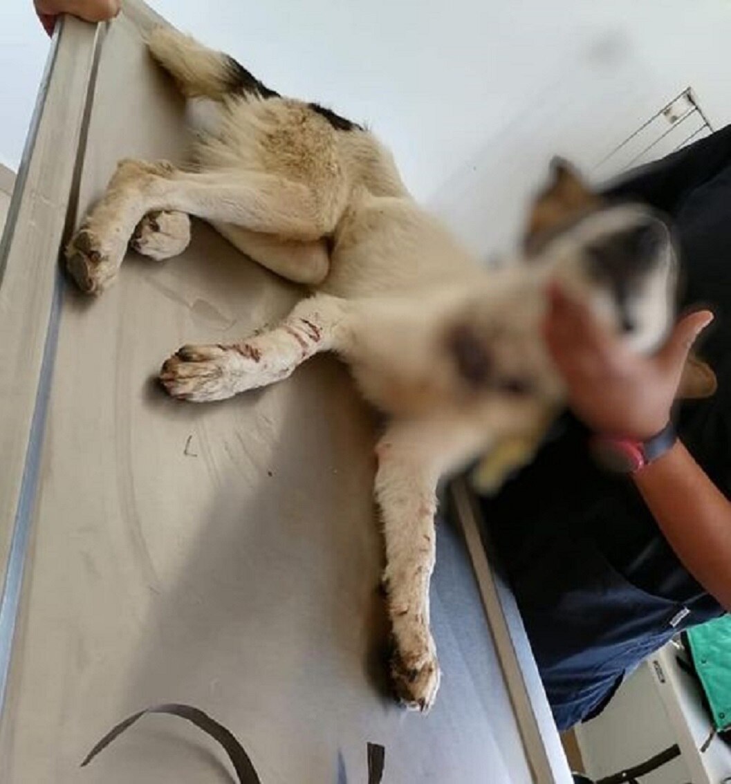 Captan a sujeto golpeando a una perrita en Tequisquiapan