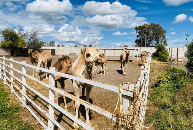 Camellos se encuentran sanos y salvos, tras embestida de tráiler