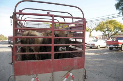 Buscan combatir el abigeato en la capital