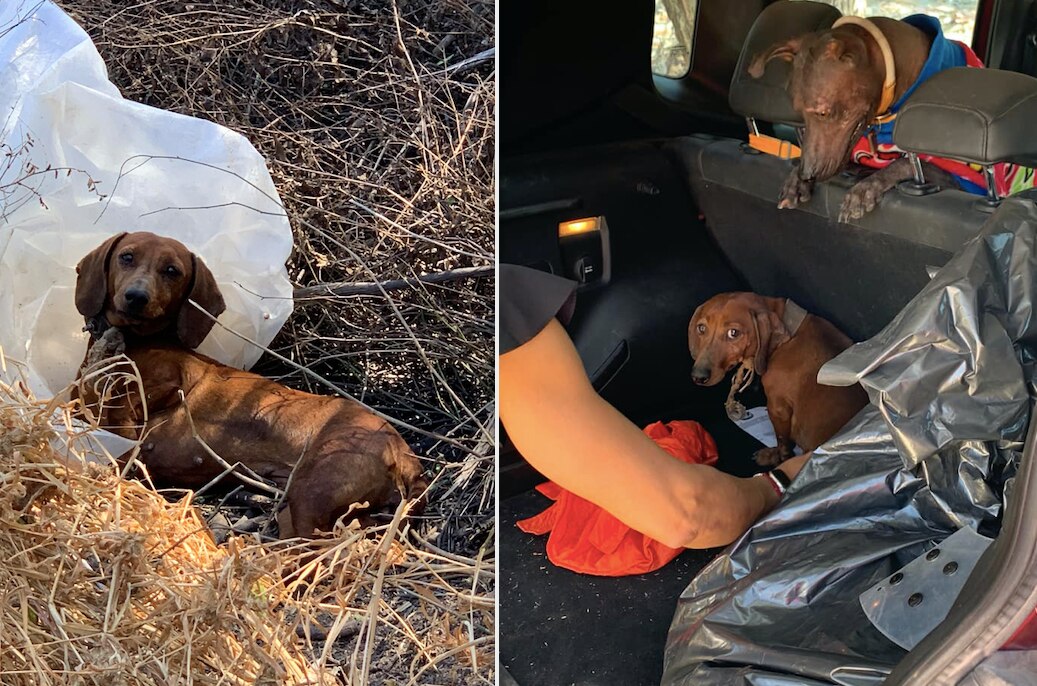 Abandonan a perrita salchicha en "volcancito" de Querétaro; el predio desprende humo y vapor