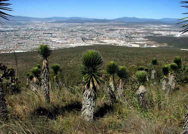 Ambientalistas avalan poblar El Cimatario