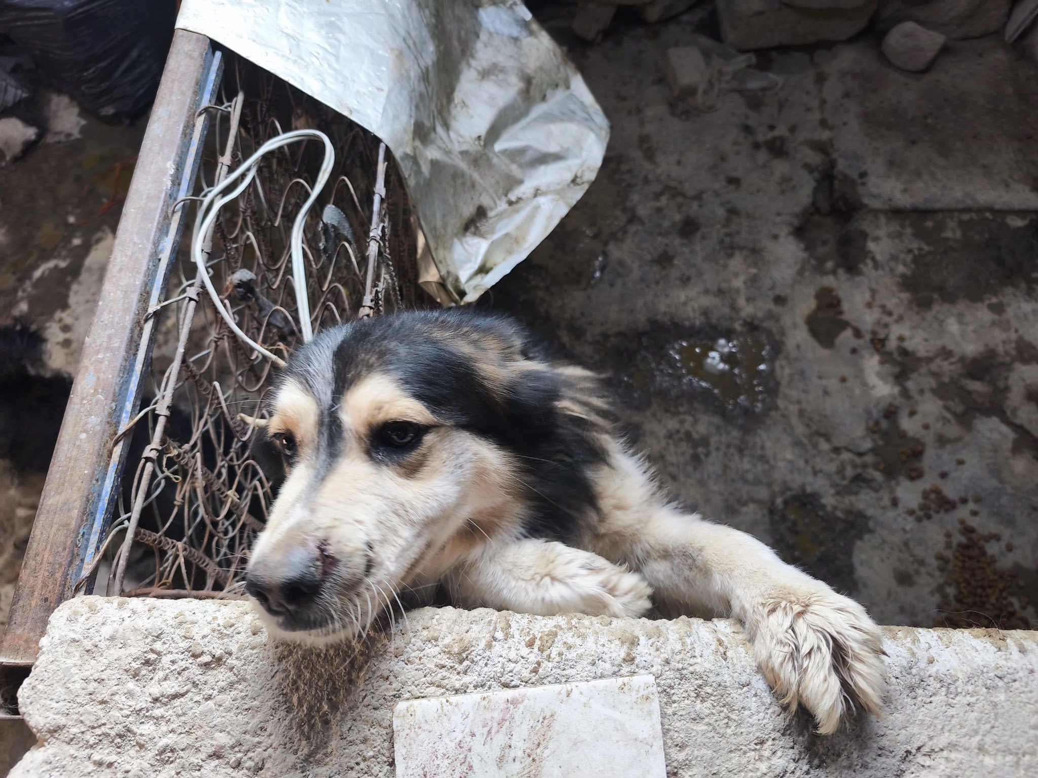 Foto. Facebook Dirección de Cuidado Animal SJR.