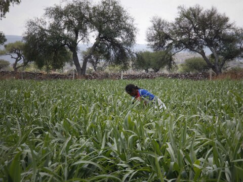 Lluvias afectan a 265 productores
