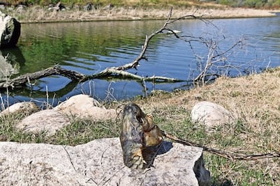 Alertan sobre venta de peces infestados