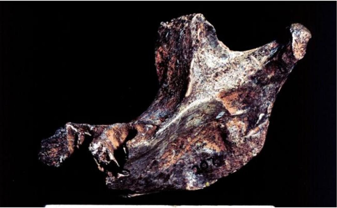 Hueso de la mandíbula de un neandertal. Foto: Archivo