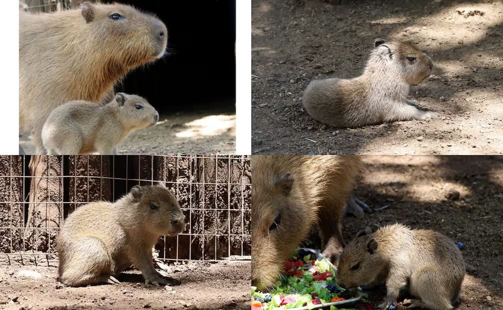 Nace bebé capibara en Bioparque Estrella, en Nuevo León. Foto: Especial.