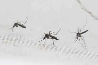 Estado suma cuatro casos de dengue