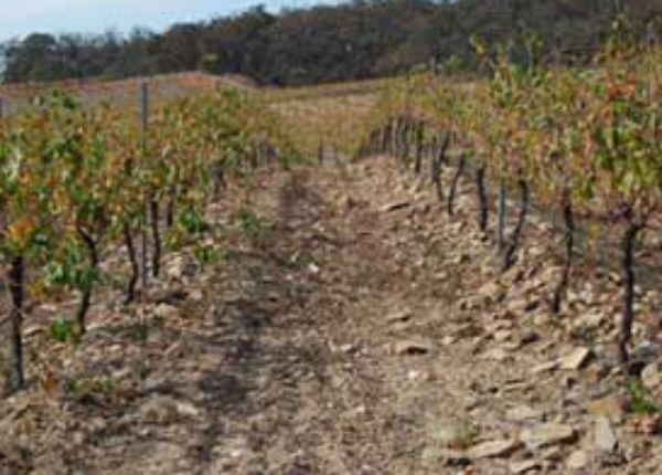 Afecta cambio climático al campo