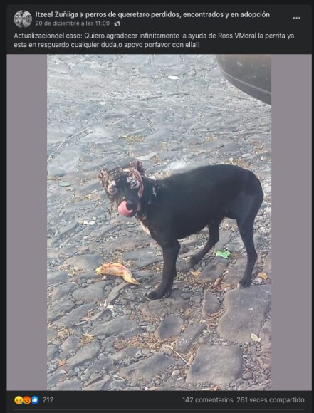Rescatan a perrita con heridas graves en Querétaro; ya hay denuncia ante la Fiscalía 