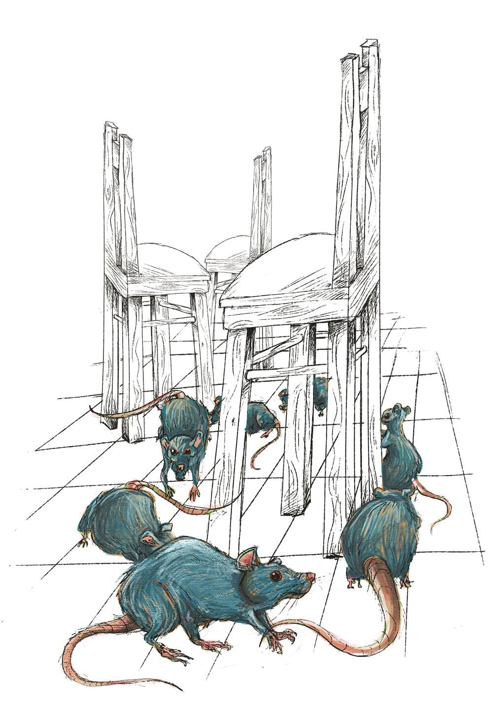 Ratas pasean como en casa en Centro Histórico