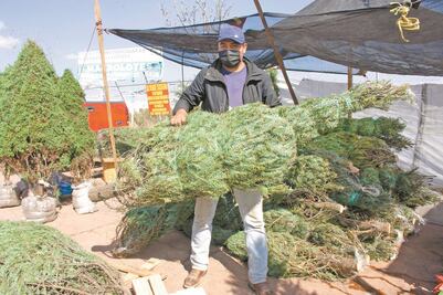 A pesar de la pandemia, va "poco a poco" la venta de arbolitos de Navidad