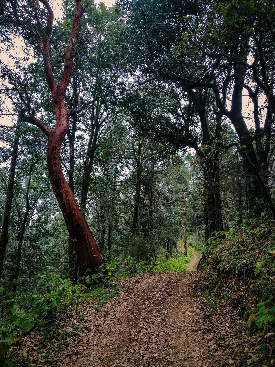 Foto: Facebook Caminante Qro.