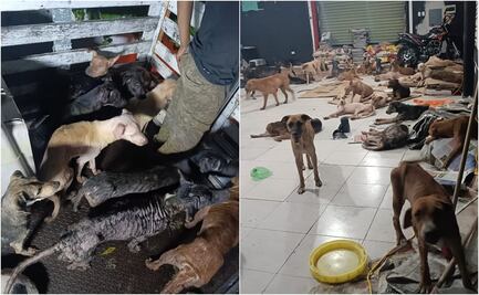 Huracán Beryl: Así salvaron a perritos de "Cachorrilandia" en Quintana Roo