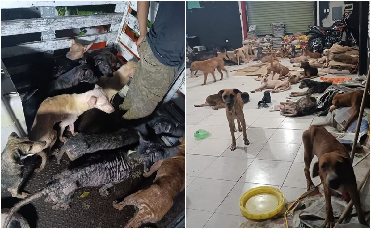 Huracán Beryl: Así salvaron a perritos de "Cachorrilandia" en Quintana Roo