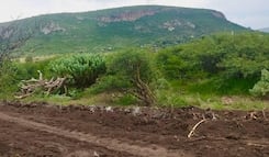 Detienen a dos personas por desmontar un terreno forestal sin autorización federal en Querétaro