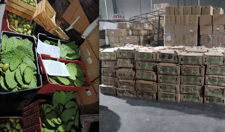 Aseguran nopales en la Central de Abastos de Querétaro 