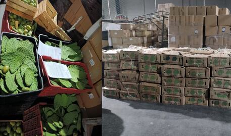 Aseguran nopales en la Central de Abastos de Querétaro 