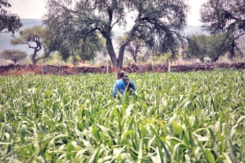 Campesinos logran pago de 8 mdp por cosechas