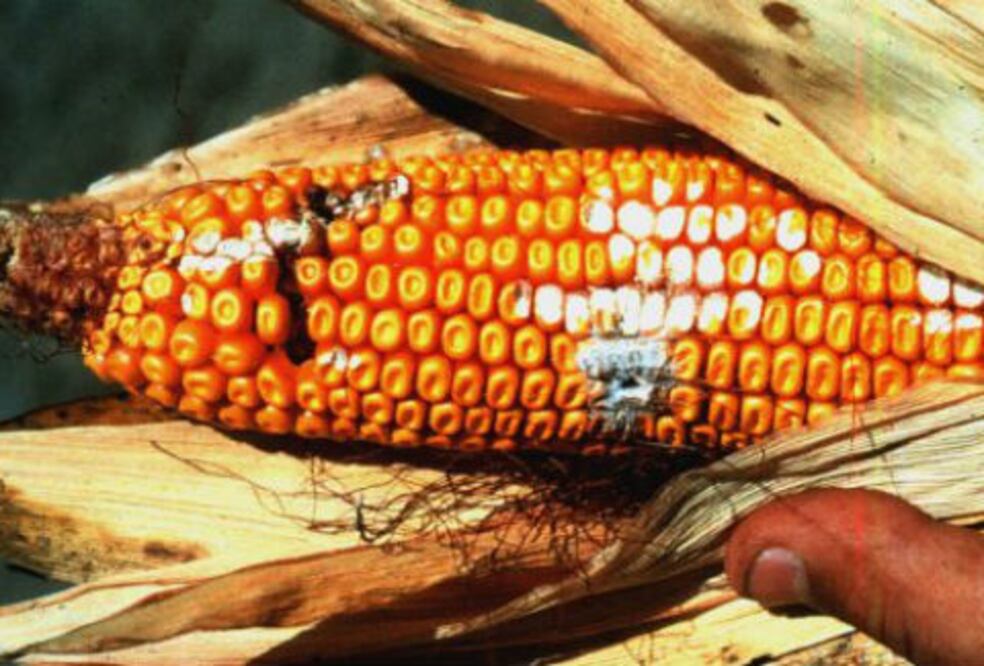 Peligran cultivos por plagas 