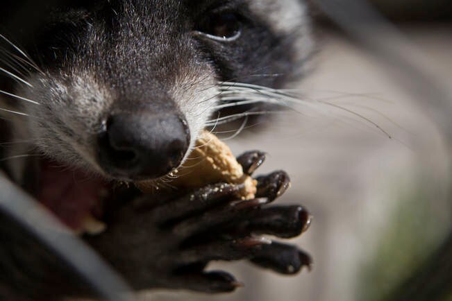“Debemos procurar a animales silvestres”: ambientalista
