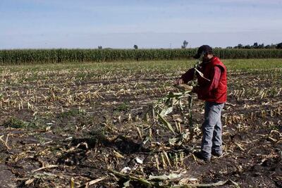Llaman a producir forrajes por clima