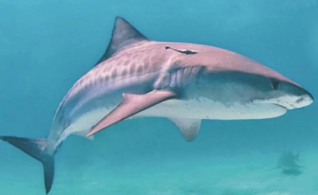 Foto: Archivo. El Universal