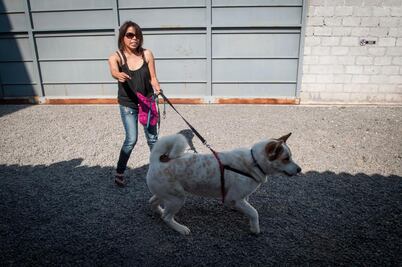 Hotel Dog. Espacio para consentir