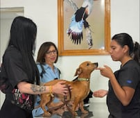 Anuncian la construcción de la primera Clínica Veterinaria Municipal de Corregidora