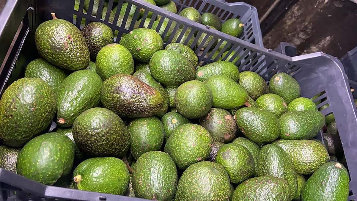 Aguacate llega hasta los $106 el kilo en Querétaro, informa la Profeco
