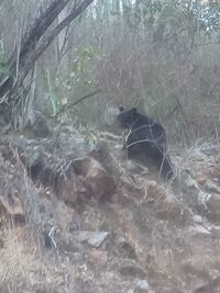 Captan imagen de un oso en la Sierra Gorda