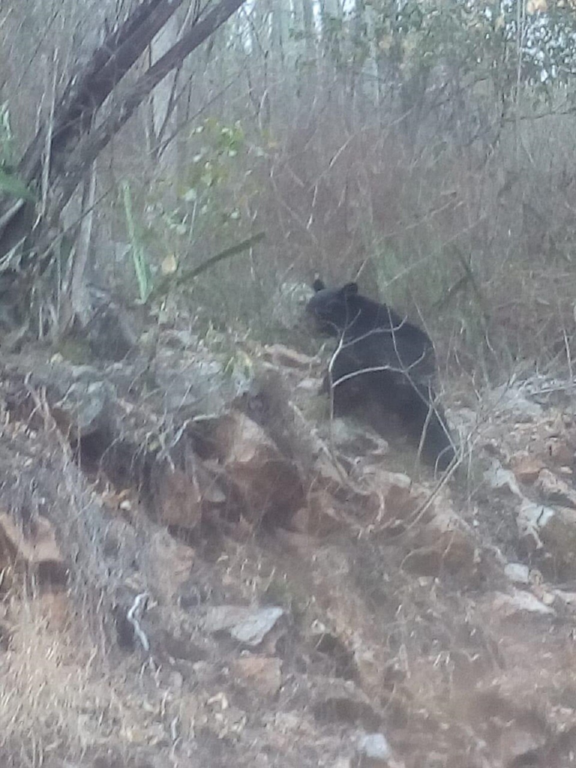 Captan imagen de un oso en la Sierra Gorda