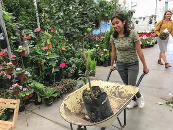 Mágico vivero. El mercado de flores más grande de Querétaro 