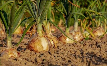 Preocupa baja en propuesta de presupuesto al campo