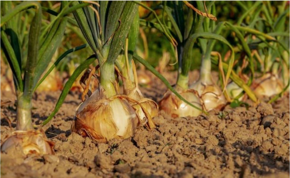 Preocupa baja en propuesta de presupuesto al campo