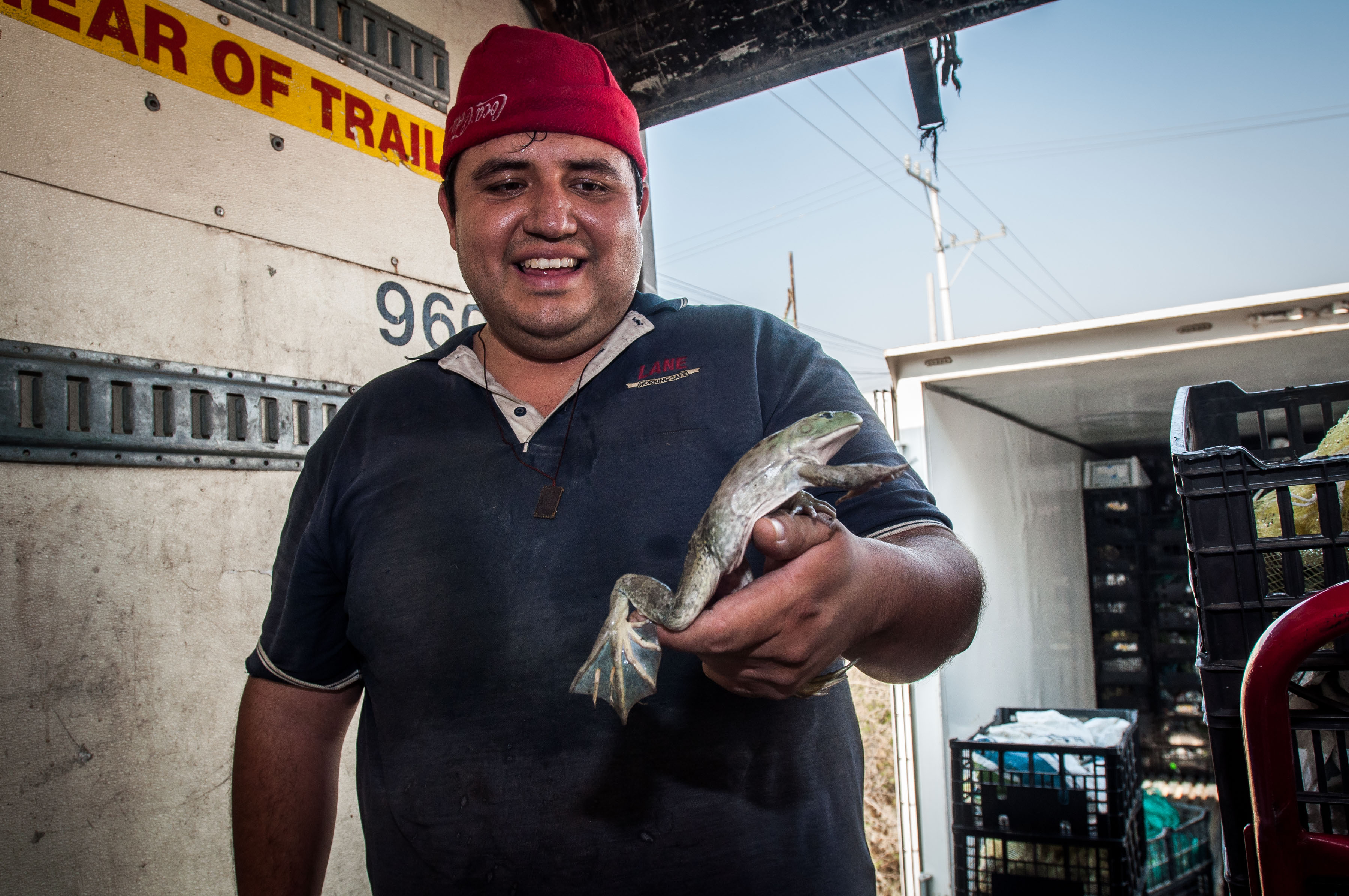 El impulso internacional de las "ranas toro"