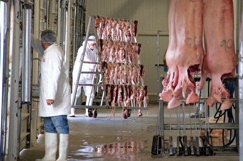 70% de producción porcina al DF